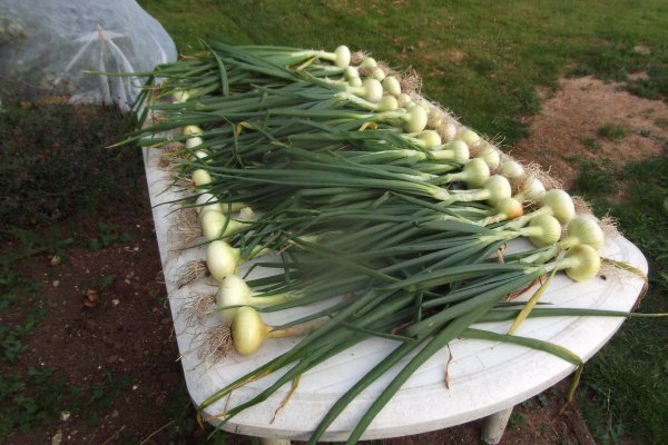 Кракен аватарка маркетплейс