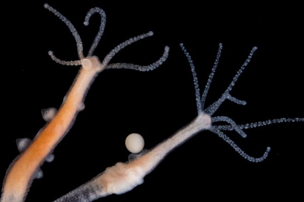 Кракен маркетплейс kr2web in